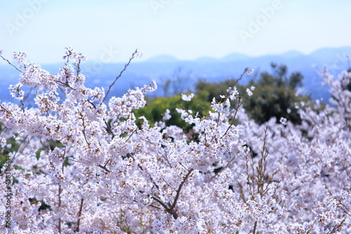 фотографія 봄의 최고조에 달한 벚꽃들