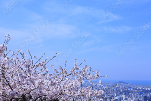 фотографія 봄의 최고조에 달한 벚꽃들