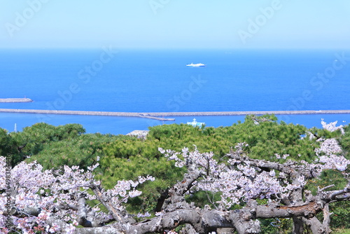Принти на полотні 봄의 최고조에 달한 벚꽃들