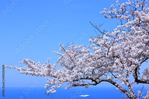 фотографія 봄의 최고조에 달한 벚꽃들