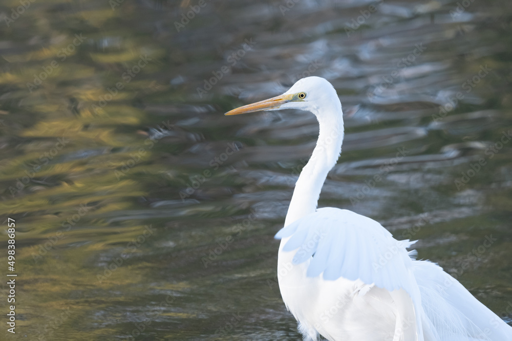 white heron is landing side of the pond. white heron is landing side of the pond.