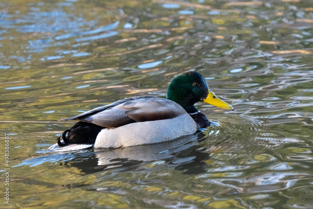 Obraz premium duck on the lake