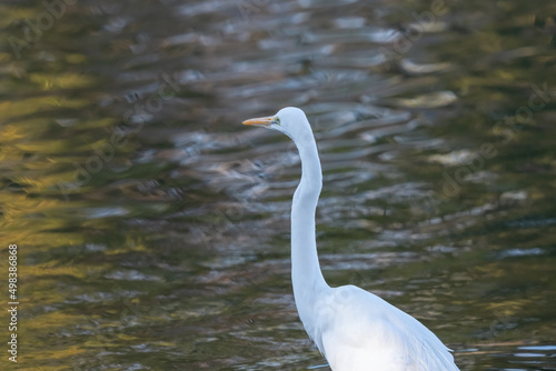 White heron is on the pond.