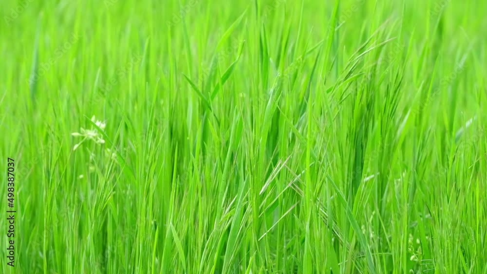 Fresh green grass close-up. Natural meadow grass slowly swayed by wind blow. Grass swaying in the wind in slow motion. Green environment concept. Сloseup Fresh green grass close-up. Natural meadow grass slowly swayed by wind blow. Grass swaying in the wind in slow motion. Green environment concept. Сloseup