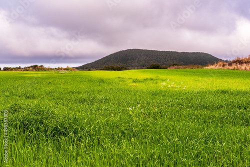 the fresh spring scenery of Jeju Island photo