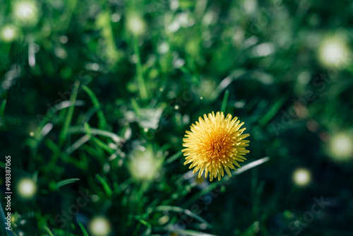 Yellow dandelion flower in sunlight. Spring meadow, selective focus