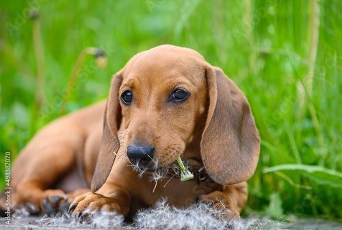 A small puppy of a dachshund hunting dog eats a dandelion lying among the tall green grass and the seeds of the plant scatter around. Blurred background - green gr