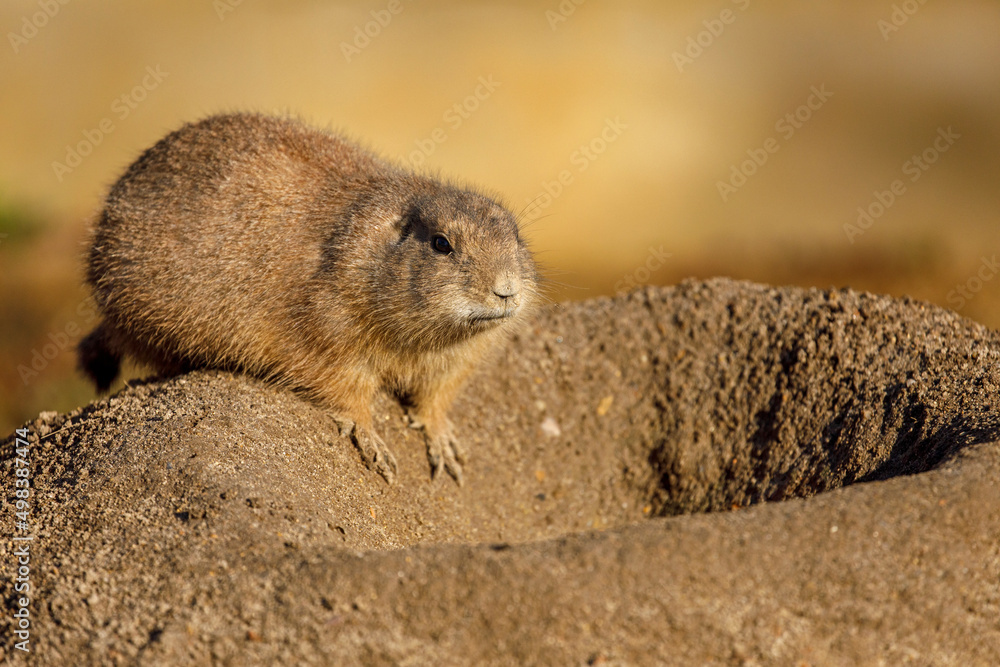 Black-tailed prairie dog, Cynomys ludovicianus, sitting near burrow in sand and looking around. Ground squirrel in nature habitat. Wildlife scene. Animal in alert. Cute rodent from North America. Black-tailed prairie dog, Cynomys ludovicianus, sitting near burrow in sand and looking around. Ground squirrel in nature habitat. Wildlife scene. Animal in alert. Cute rodent from North America.