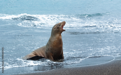 Lobo marino de galapagos