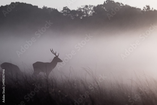 Young red stag, Cervus elaphus, as the sun rises over a foggy grassland