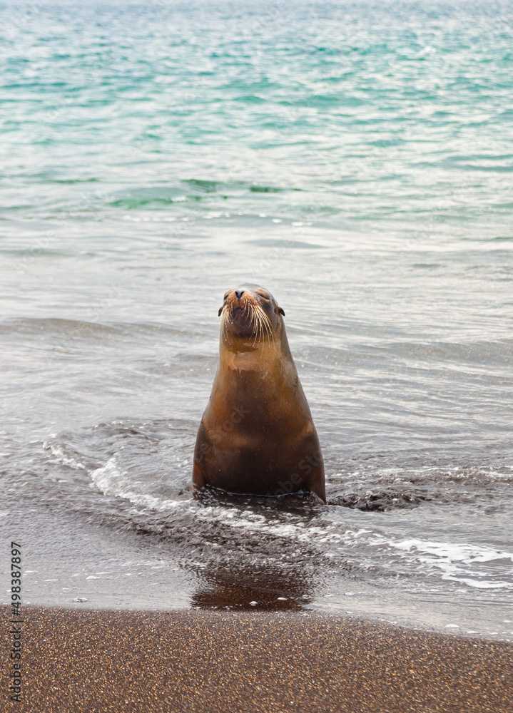 Naklejka premium Lobo marino de galapagos, divertido y relajado a orillas del mar