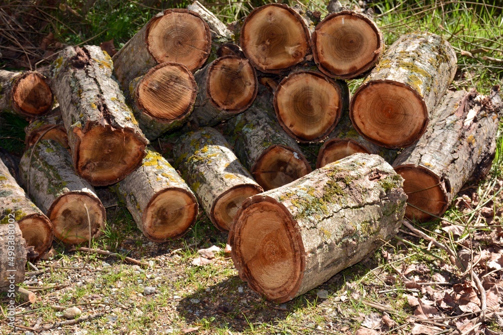 Troncos de árbol cortados y apilados Troncos de árbol cortados y apilados