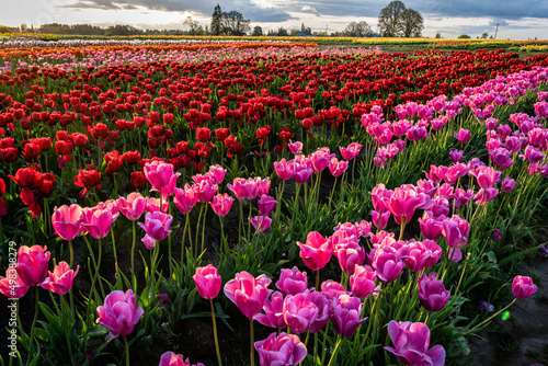 Tulip field in evening © Steve