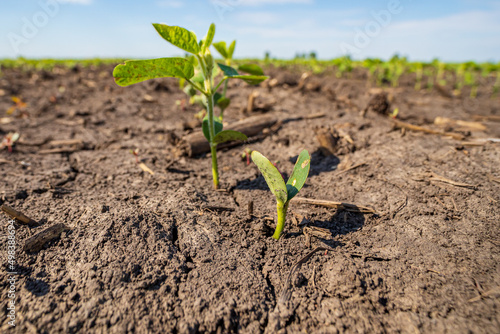 Replanted soybean plant emerging in farm field. Soybean farming, agriculture and planting season
