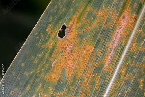 Orange corn rust fungus on leaf of cornstalk. Fungus control, plant disease and yield loss concept. photo