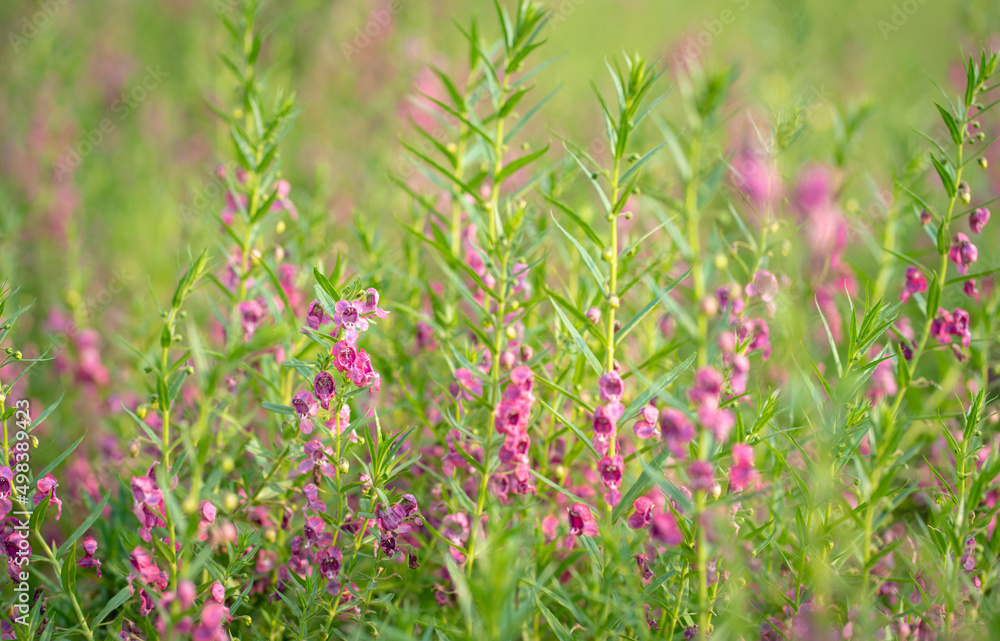 Pink color flowers - FlowerKisser Salvia on the field. Selective focus. Springtime concept.