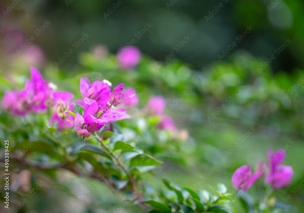 Pink bougainvillea flower, soft focus. Springtime background, copy space.