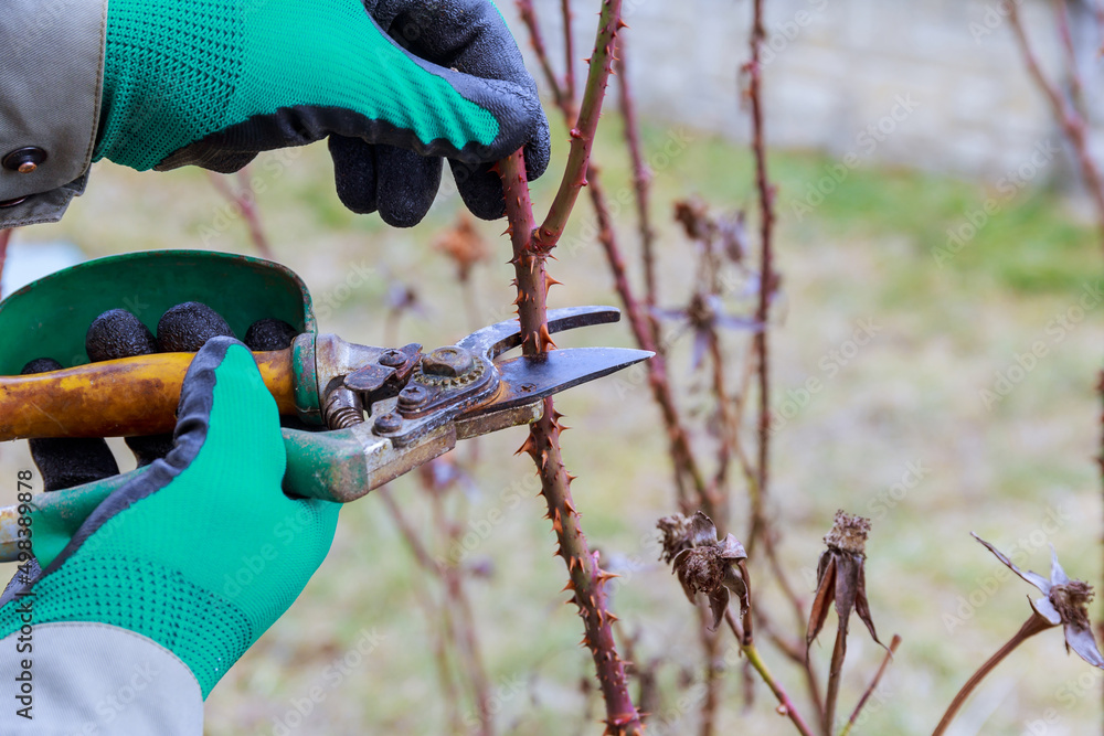 Pruning stem roses with garden shears. Formation of a rose bush by a