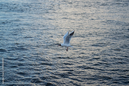 Black-headed gull flying over the sea