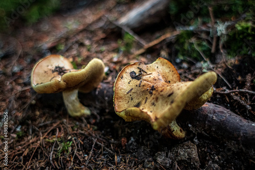 Psilocybe Cyanescens