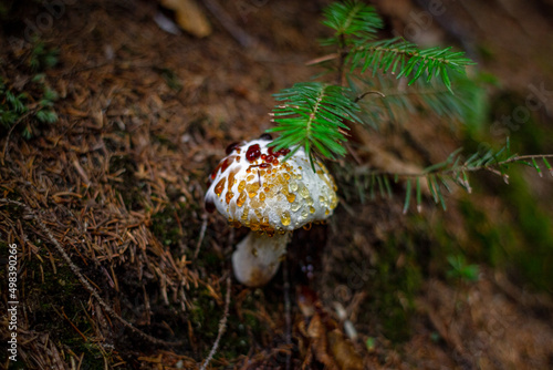 Resinous Polypore
