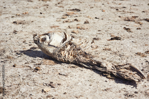 This is the result when there is no more water. Shot of a deceased fish lying on a patch of dry ground during the day where a dam use to be.