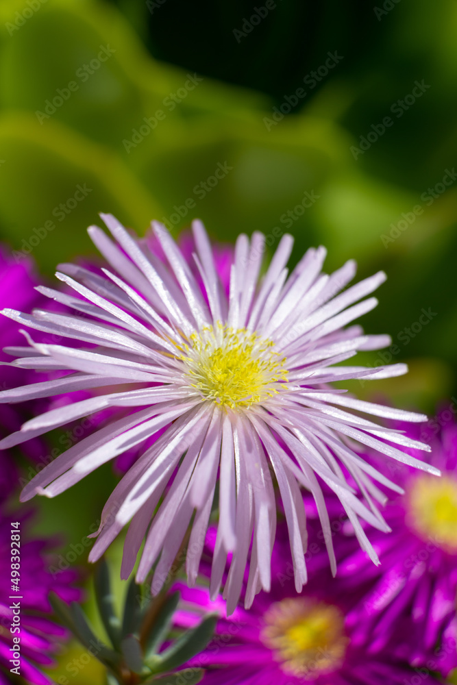 Obraz premium Close up of hardy ice plant flowers