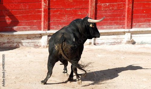 un gran toro bravo español con grandes cuernos