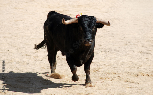 un gran toro bravo español con grandes cuernos