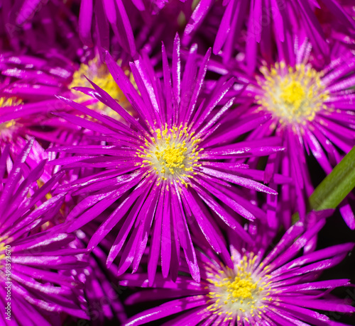 Close up of hardy ice plant flowers