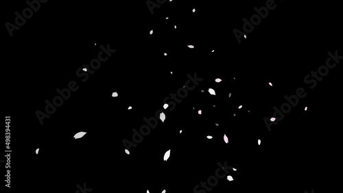 乱れ舞う桜吹雪