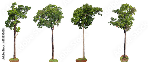 Trees collection isolated on white background