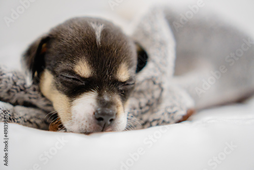 portrait of a crossbreed puppy lying down . close up