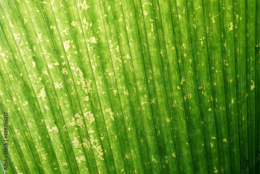 Fototapeta premium Nature green leaf background , Natural background and wallpaper.