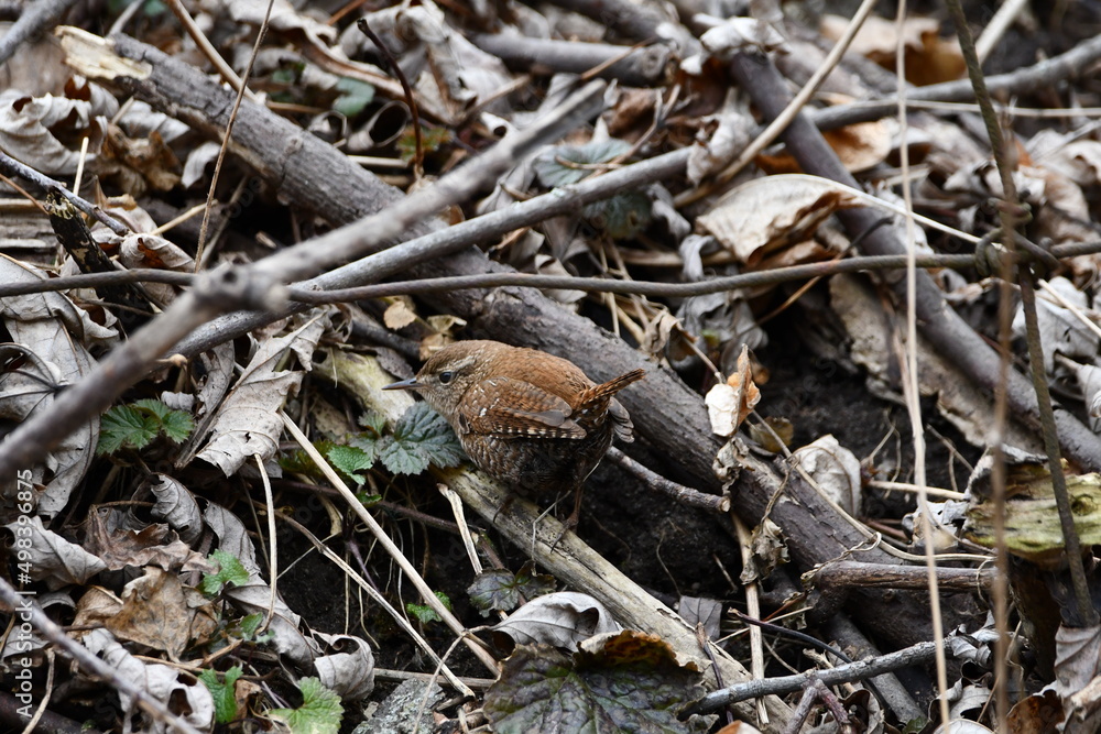 Winter Wren on the forest floor Winter Wren on the forest floor