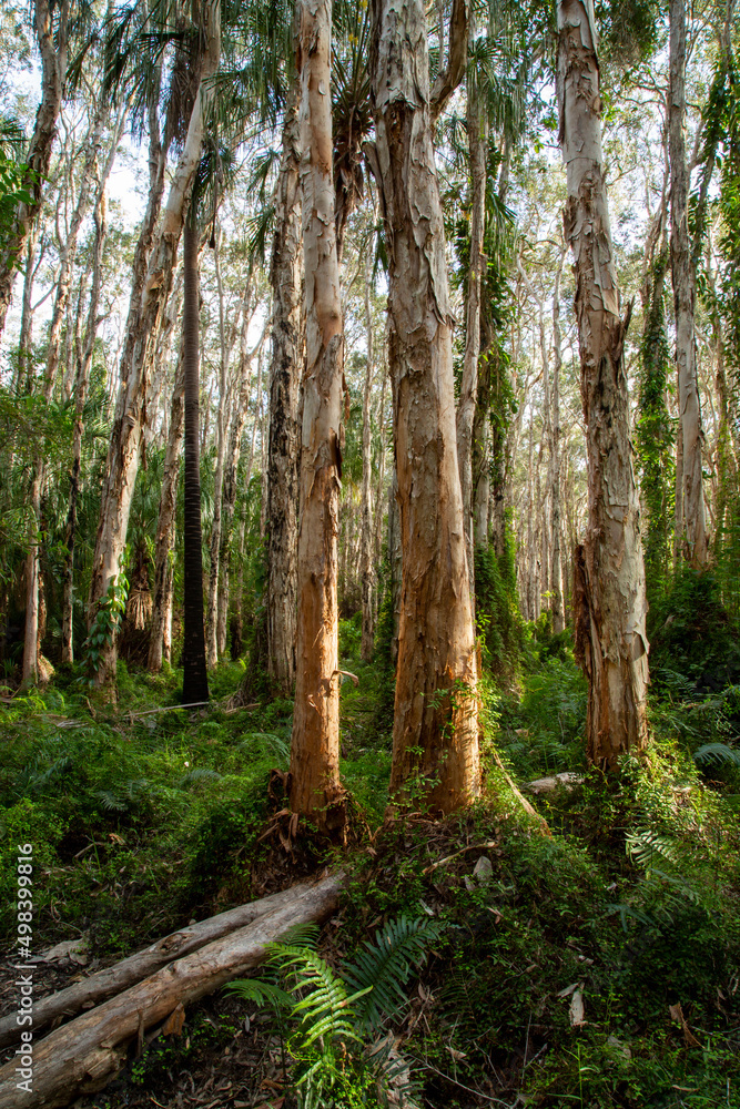 Paperbark trees at the Paperbark Forest Boardwalk, Agnes Water, Queensland. Paperbark trees at the Paperbark Forest Boardwalk, Agnes Water, Queensland.