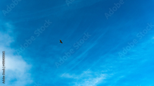 Cóndor Andino y cielo parcialmente nublado