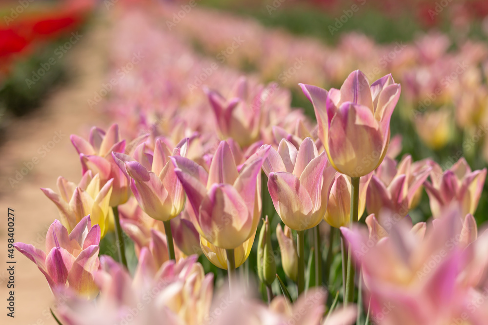 Obraz premium pink tulips in the garden