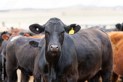 cattle in yards