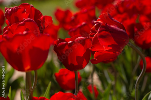 red tulips in the garden