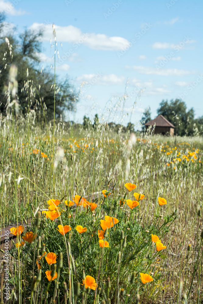 Obraz premium field with flowers