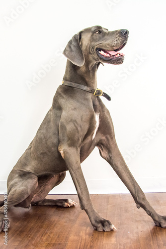 great dane dog