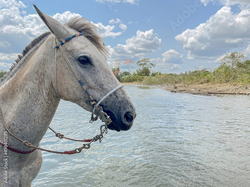 white horse head in the river