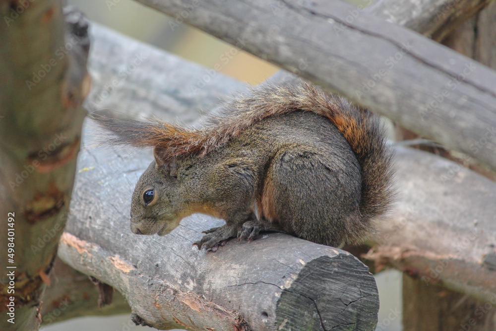 squirrel standing on log squirrel standing on log