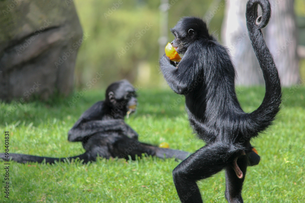 monkeys eating tangerines on the grass