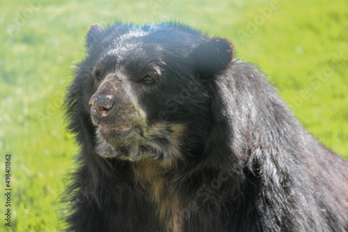 spectacled bear looking at the horizon in the field