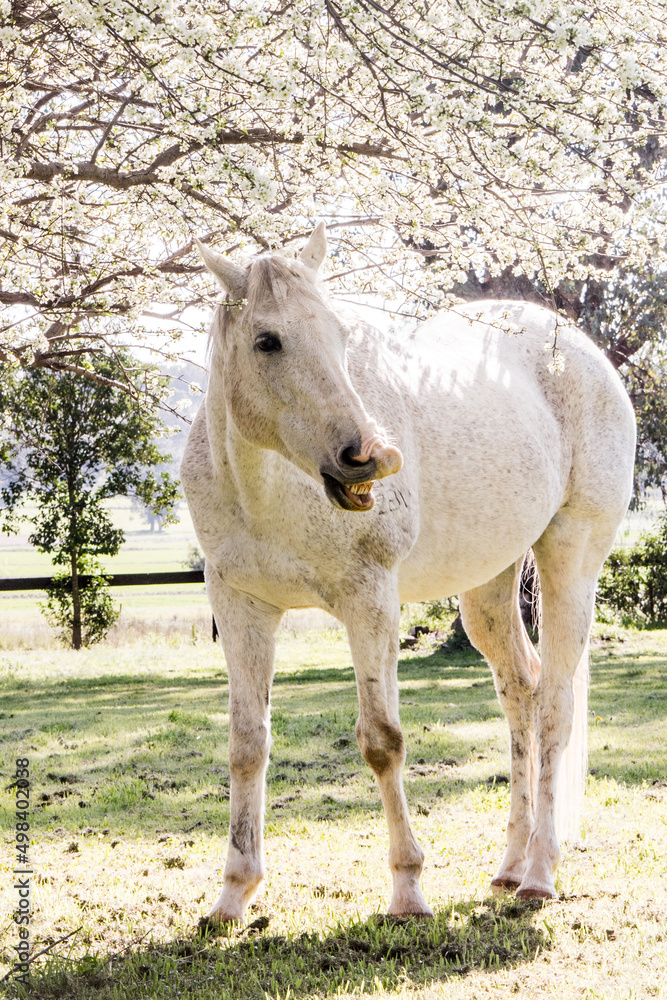 Obraz premium white horse eating grass