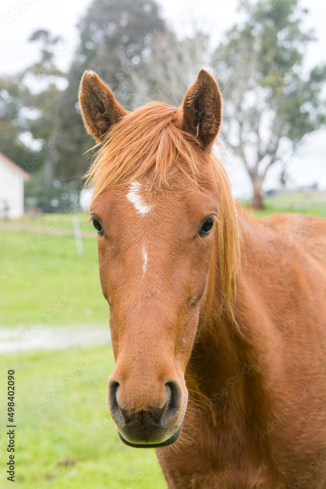 portrait of a horse