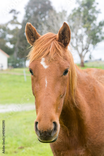 portrait of a horse