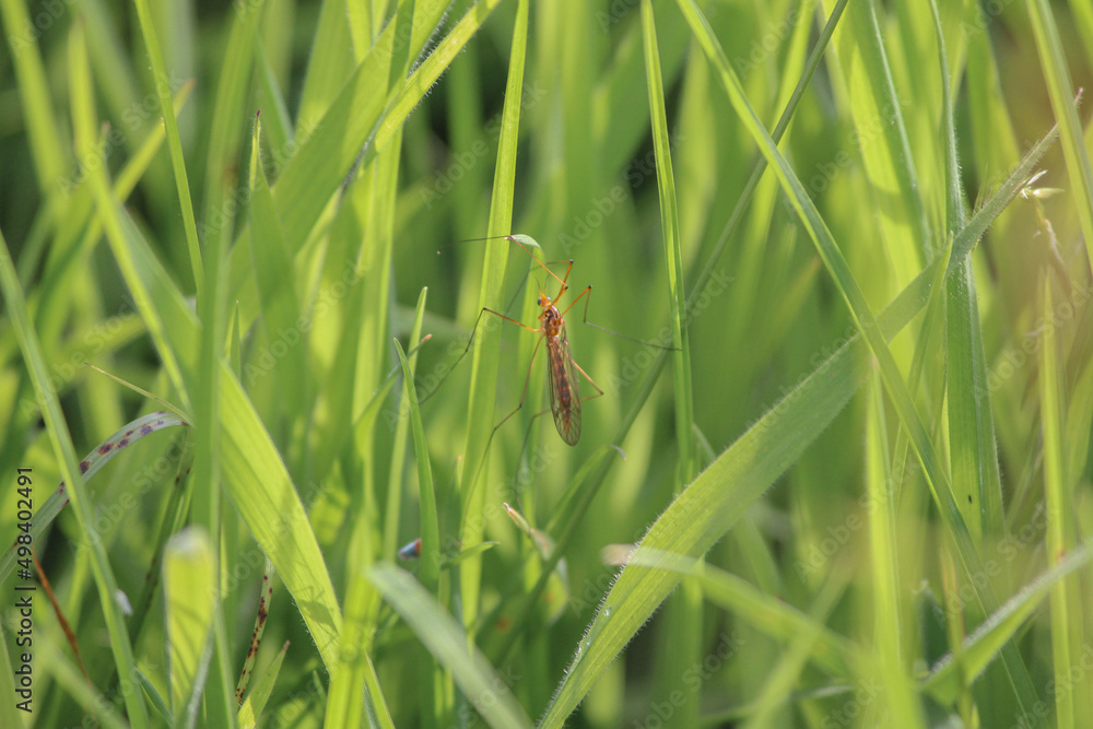 close-up of insect in grass close-up of insect in grass